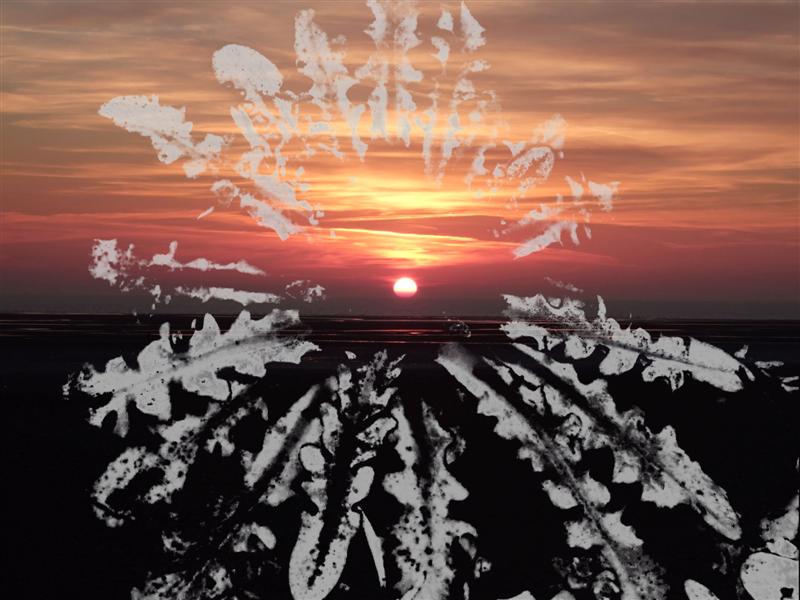 sunset_planty%20(Medium).jpg